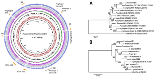 伯豪生物微生物基因组测序分析案例配图