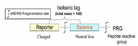 iTRAQ 标记试剂结构