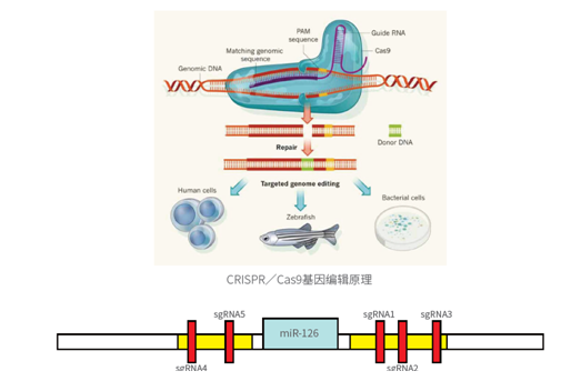 sgRNA 设计示意 CRISPRCas9 基因编辑原理