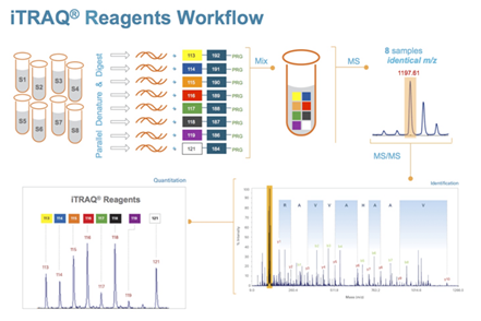 iTRAQ Reagents Workflow