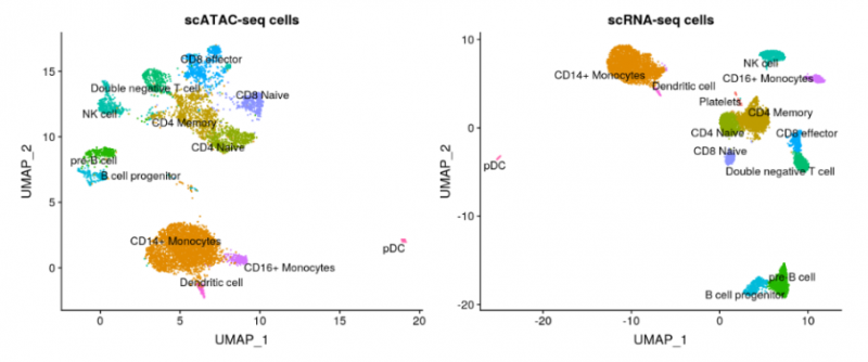 单细胞 ATAC 测序细胞类群注释结果