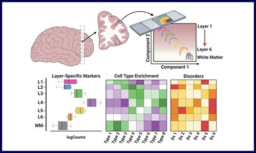 文献解读 | 空间转录组在神经科学应用的新思路