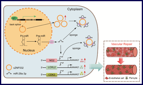 入股不亏！你必须 pick 的 circRNA