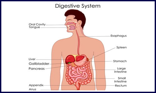 周四有课 | 消化系统疾病多组学联合分析交流会