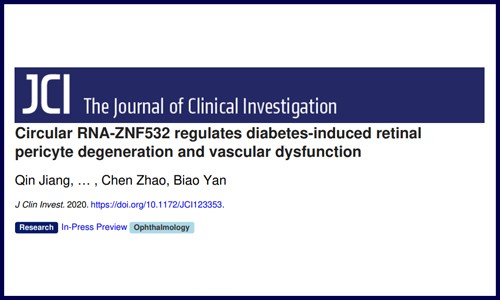 circRNA-ZNF532 调节糖尿病引起的视网膜周细胞变性和血管功能障碍