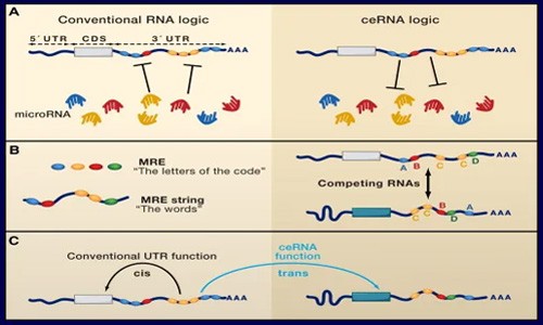 锁定！ceRNA 研究思路！