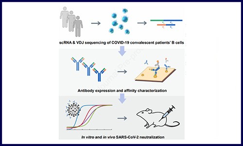文献解读 | 单细胞测序鉴定高亲和力新冠抗体