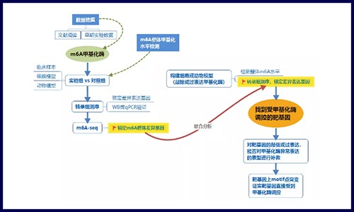 不看后悔系列 |RNA m6A 修饰研究发文套路大揭秘