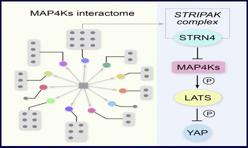 基于蛋白质组学分析揭示癌症发生机制的研究思路