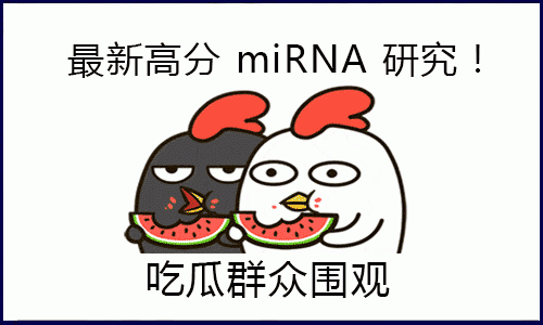 “吃瓜”一线，围观高分 miRNA 研究！