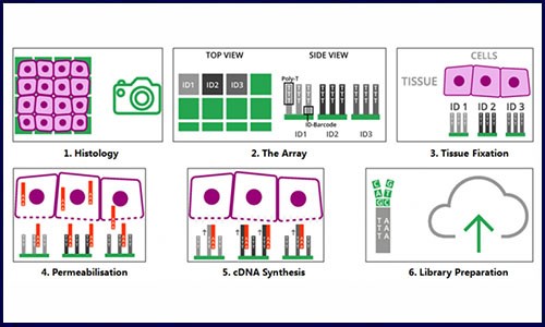 炙“热”一夏，伯豪生物空间转录组测序服务，你 Pick 了吗？