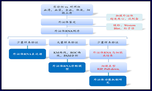 涨姿势啦！解锁外泌体研究策略！
