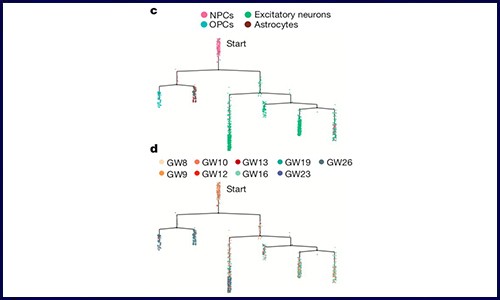 伯豪生物 Ι 单细胞技术应用——神经生物学与发育