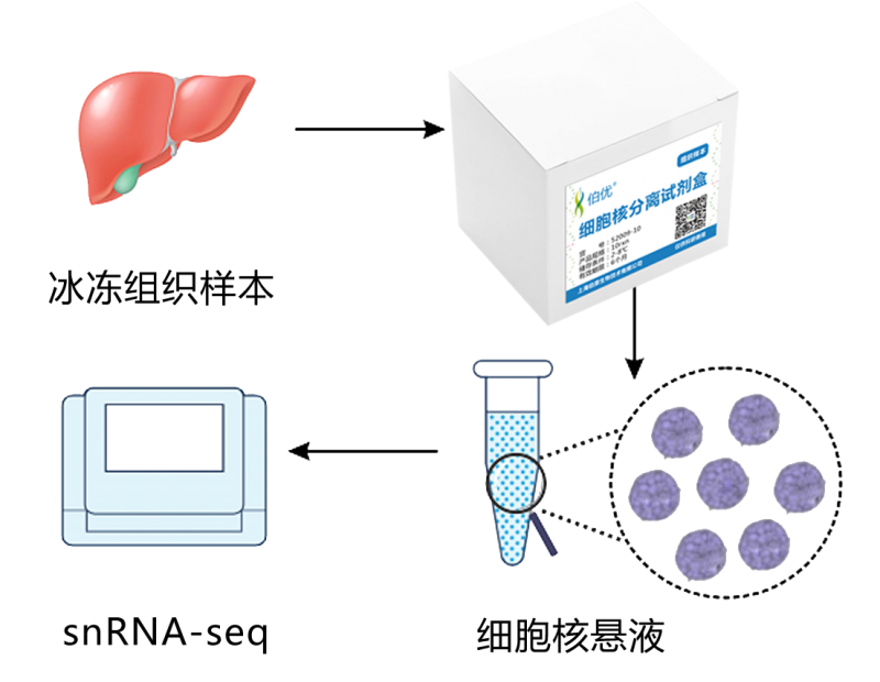  单细胞核测序技术流程 