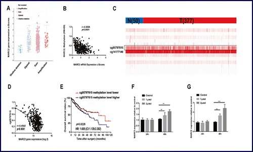项目新文 | 基于 GEO、TCGA 数据库研究 MARC2 抑制肝细胞癌进展的机制