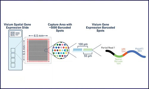 Visium 空间转录组丨哪些常见问题？这里有你想要的答案！