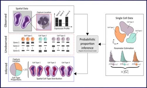 干货 | 空间转录组联合单细胞测序阐明细胞类型及空间位置信息