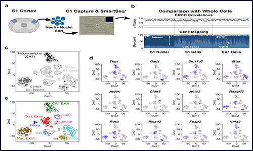 干货分享丨一文详解单细胞核 RNA 测序（snRNA-seq）应用与进展