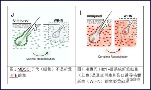 scRNA-seq & scATAC-seq 揭示如何刺激新生毛囊促进创面愈合