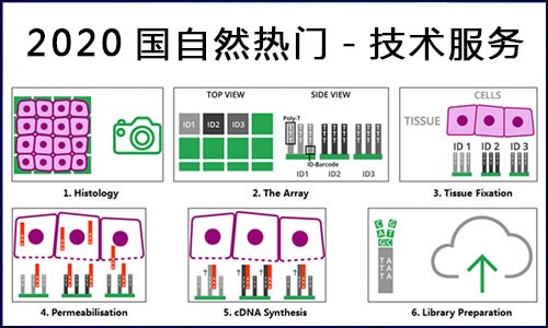 国自然热点 | 伯豪生物空间转录组测序服务，你 Pick 了吗？
