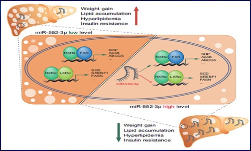 非编码 RNA 高分文献分享