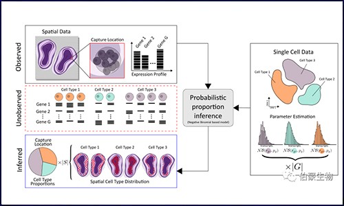 空间转录组联合单细胞测序 | 阐明细胞类型及空间位置信息