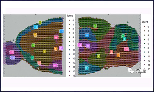 空间转录组测序 | 细胞分化（拟时序 分析）该怎么玩