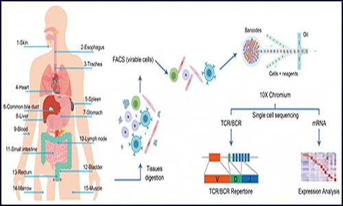 单细胞测序 | 绘制同一人体 15 个器官细胞图谱，揭示器官异质性