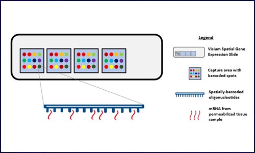 空间转录组测序技术│在免疫治疗中的应用潜力和前景