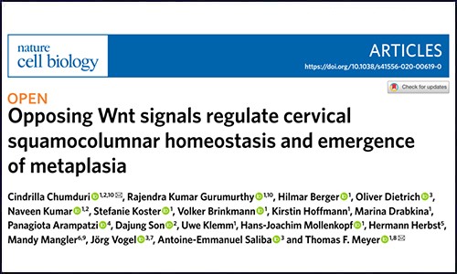 单细胞测序 | 揭示宫颈鳞柱状细胞的动态平衡及化生机制
