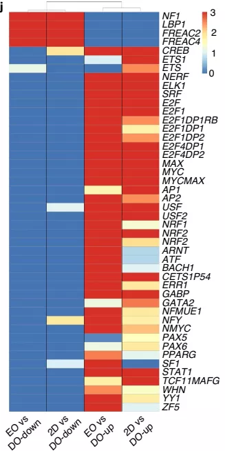 富集共有转录因子的顺式调控 motifs 相关基因热图