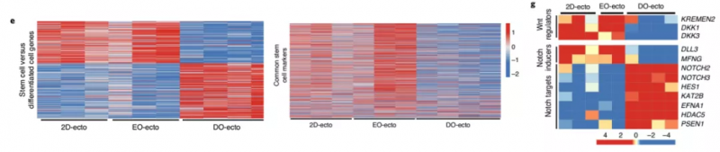 2D-ECTO;EO-ECTO、DO-ECTO 差异基因热图