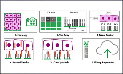 空间转录组 | 干货分享 - 详解空间转录组数据分析！