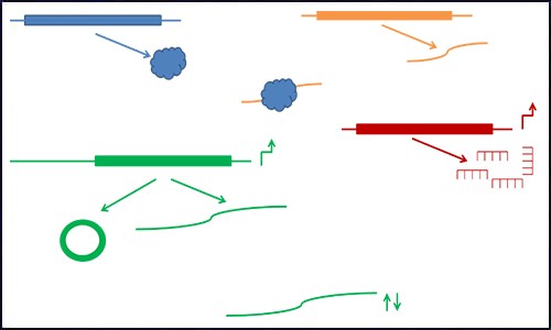 文献集锦│2021 年度 1 月 - 2 月 ceRNA 研究汇总