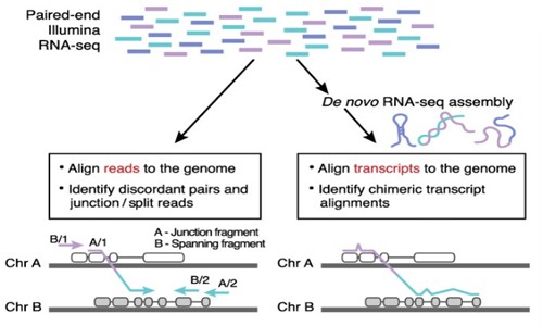 癌症的真相 | 新一代测序下的融合基因分析