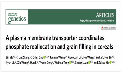 客户文献 | 农作物籽粒灌浆和磷利用的分子机制