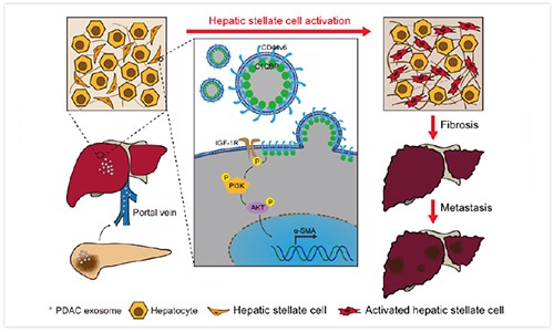 科研文献 | 外泌体在肿瘤领域研究