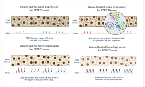 扩展空间生物学的无限可能 | 伯豪生物 FFPE 空间转录组解决方案！