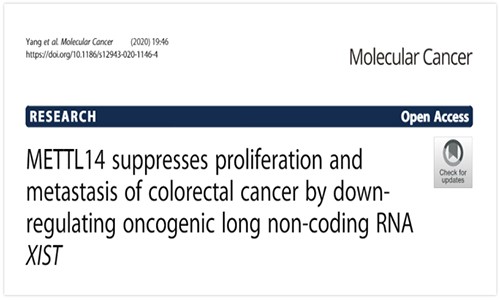 METTL14 通过下调 lncRNA XIST 抑制结直肠癌的增殖和转移