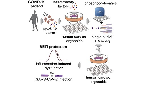 单细胞核测序联合磷酸化蛋白组学 - 研究 COVID-19 引发的心脏功能障碍