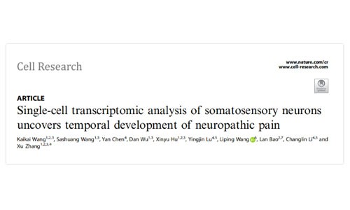 Cell Res | 中科院神经所张旭研究组通过单细胞转录组分析揭示神经性疼痛随时间的发展趋势