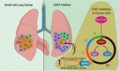 抑制 CDK7 表达破坏基因组复制进程，触发抗肿瘤免疫反应