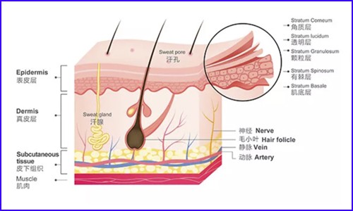 技术应用 | 单细胞测序技术在皮肤研究中的应用