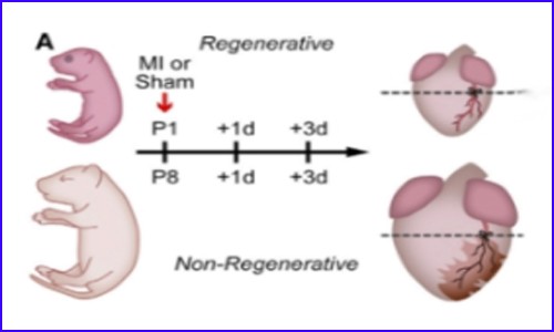 单细胞多组学技术 | 揭示新生小鼠可再生心脏的细胞调控网络