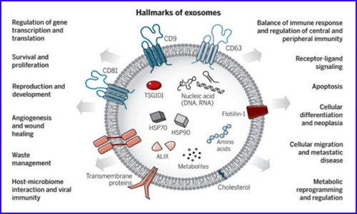 外泌体研究 | 伯豪生物外泌体整体解决方案