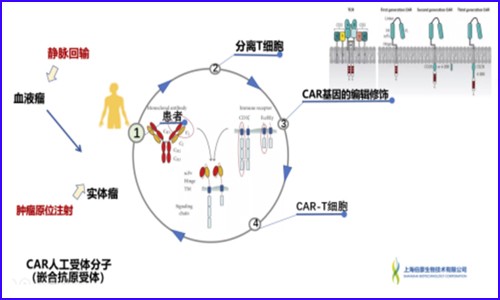 单细胞测序技术│在免疫疗法中的关键作用！