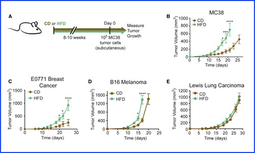 CELL 文章 | 代谢组 + 蛋白组 + 单细胞转录组揭示肥胖重塑肿瘤微环境的作用机制