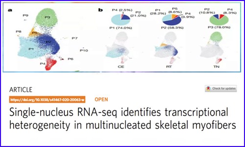 文献解读 |snRNA-seq 揭示了一个调节产热的脂肪细胞亚群