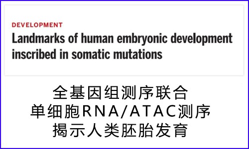 文献解读 | 全基因组测序联合单细胞核 RNA/ATAC 测序揭示人类胚胎发育