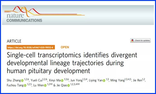 发育生物学 | 单细胞测序揭示人垂体发育过程中不同谱系的轨迹
